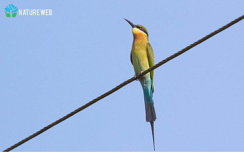 Blue-tailed Bee-eater